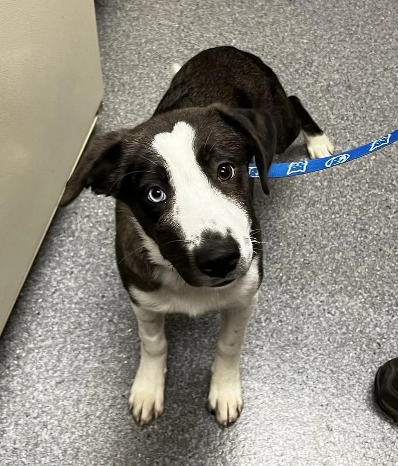 A baby medium-sized female Australian Shepherd dog named Flower for adoption in Jamestown, CA