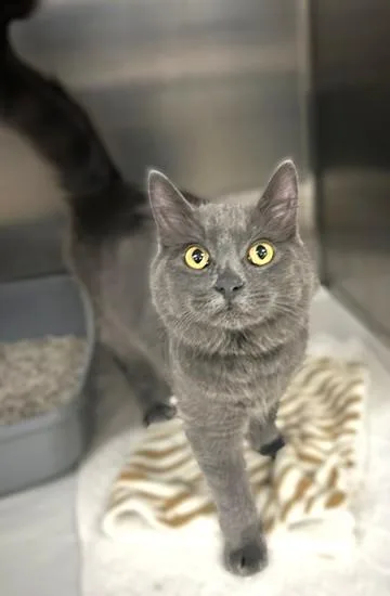 A young medium-sized female Domestic Medium Hair cat named Caramel for adoption in Columbia, MD