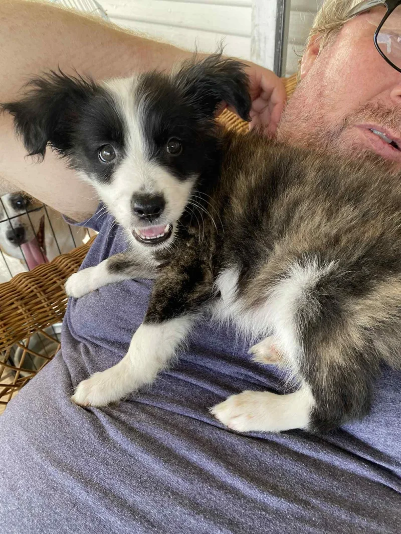 A baby small-sized male Brindle Australian Shepherd dog named Baby Ernie for adoption in Liverpool, TX