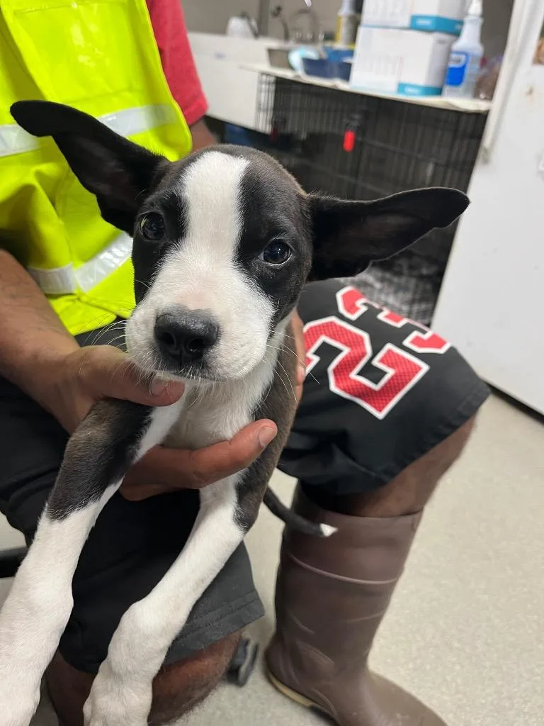 A baby small-sized male Terrier dog named Spike for adoption in Hopkinsville, KY