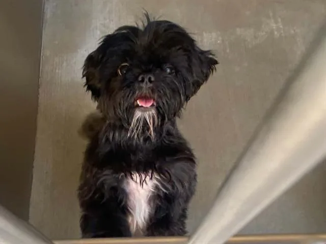 An adult small-sized female Shih Tzu dog named A for adoption in Tustin, CA