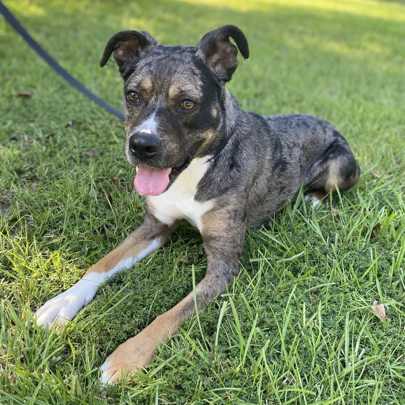 An adult medium-sized male Black Catahoula Leopard Dog dog named Chai for adoption in Houston, TX