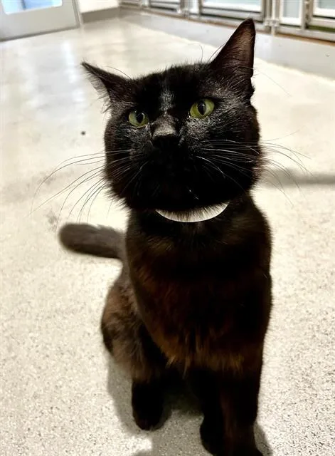Marcello
