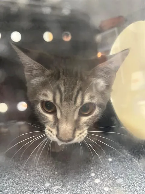 A baby small-sized male Domestic Short Hair cat named Megumi for adoption in Naples, FL