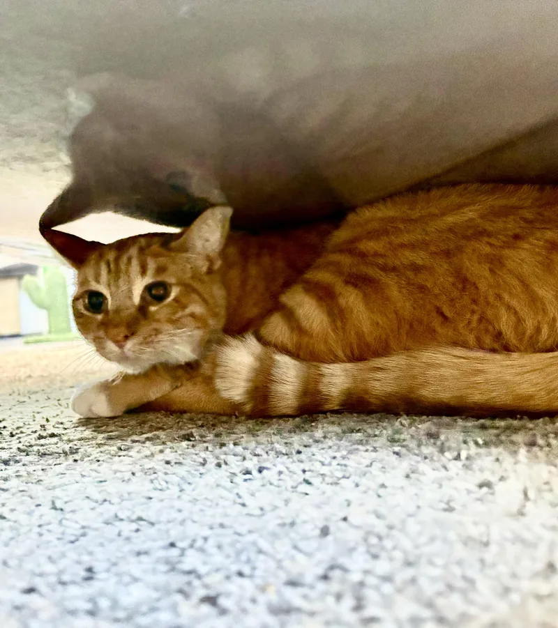 Sammy