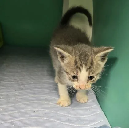 A baby medium-sized male Domestic Short Hair cat named Parker for adoption in Bedford, IN