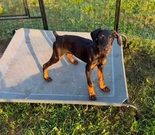 A young medium-sized male Bicolor Doberman Pinscher dog named Coal for adoption in Delray Beach, FL