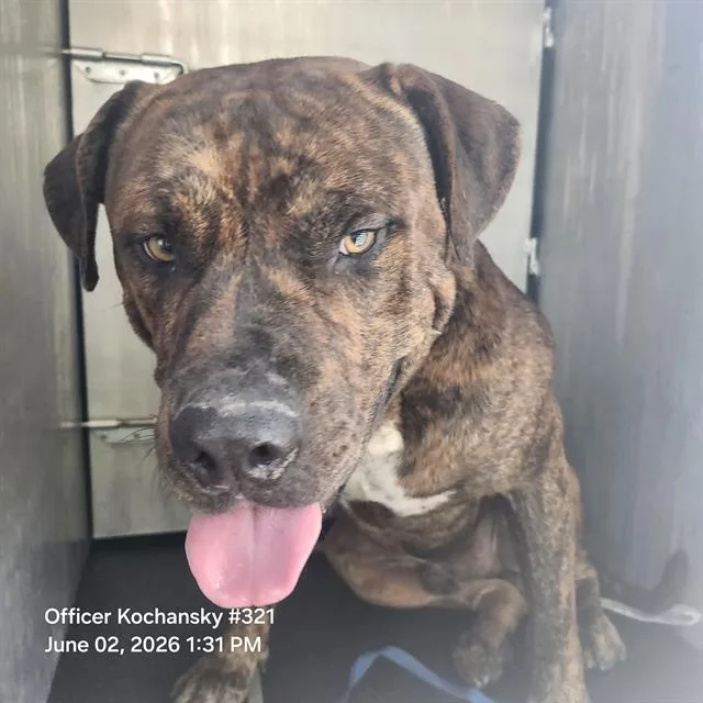 An adult large-sized male American Staffordshire Terrier dog named Bruce for adoption in San Antonio, TX