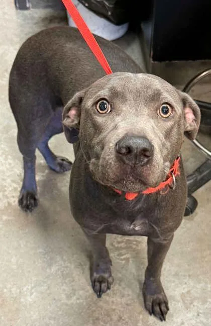 A young medium-sized male Pit Bull Terrier dog named Sky for adoption in Bowling Green, KY
