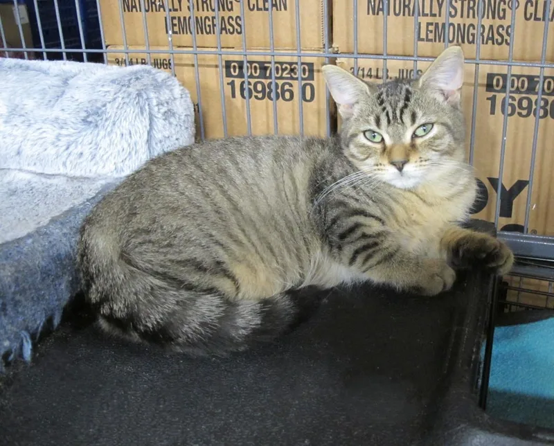 A baby medium-sized female Tabby (Brown / Chocolate) Tabby cat named Bonnie for adoption in Richmond, VA