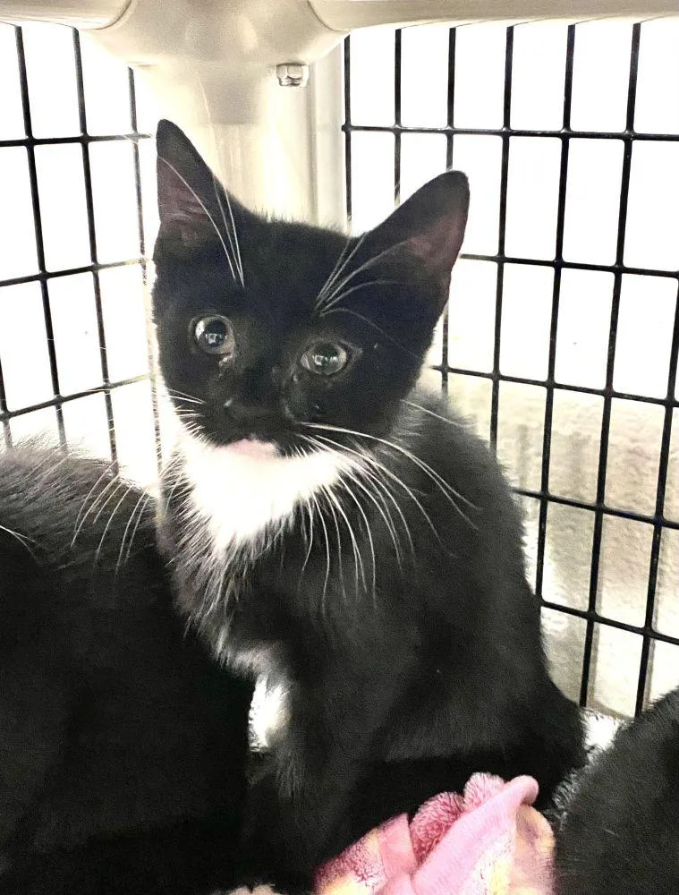 A baby small-sized male Black Domestic Short Hair cat named Benedict for adoption in Alexandria, VA