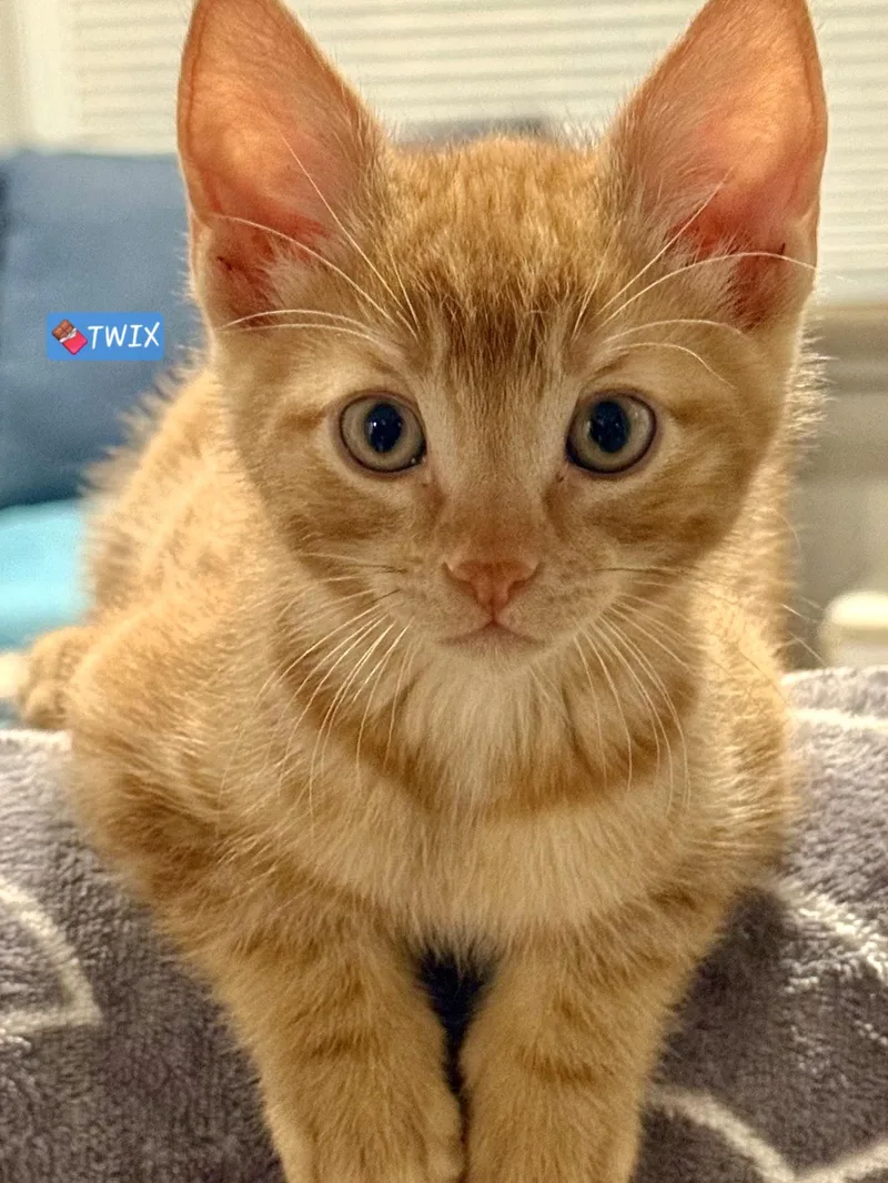 A baby small-sized male Orange / Red Domestic Short Hair cat named Twix for adoption in Yorba Linda, CA