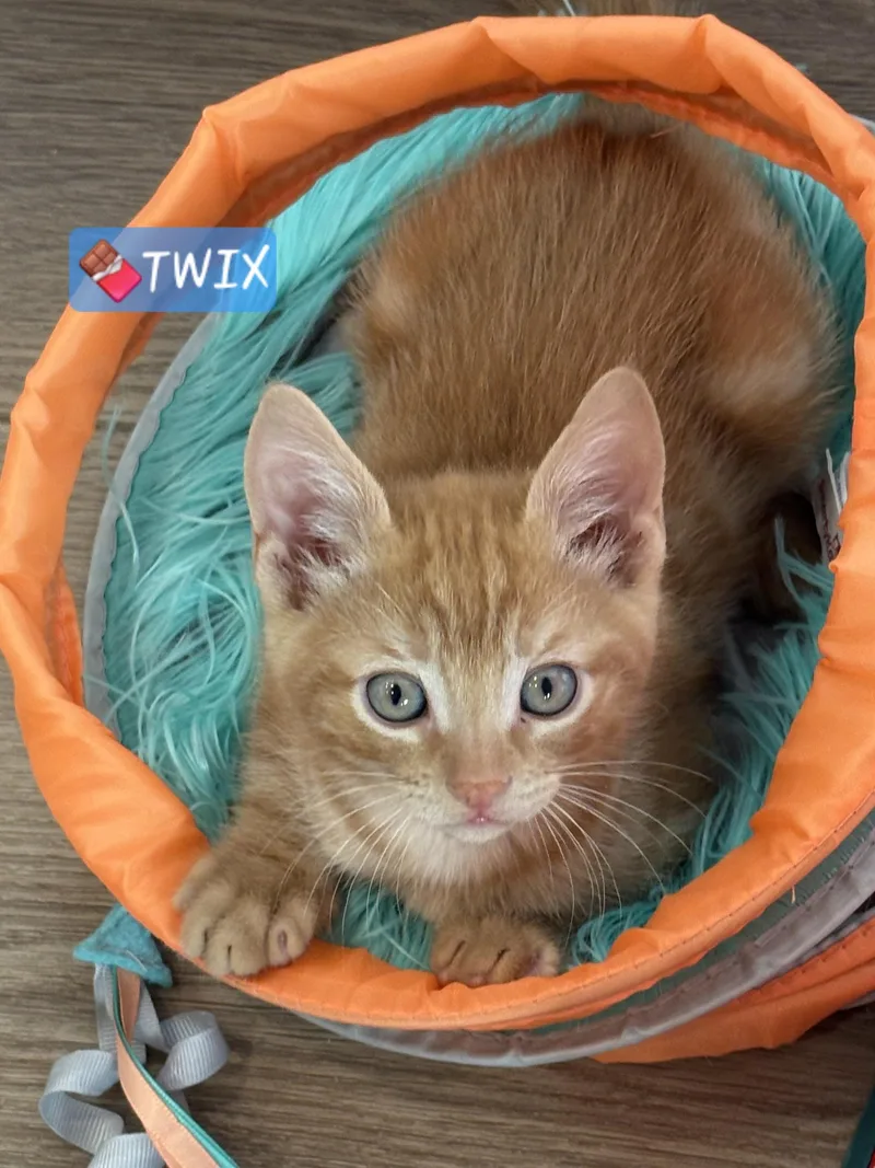 Twix thumbnail 2