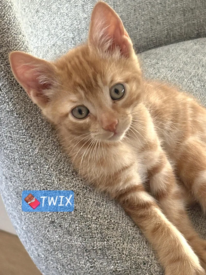 Twix thumbnail 5
