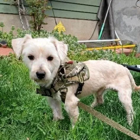 An adult small-sized male Apricot / Beige Morkie dog named Mick for adoption in Verona, NJ
