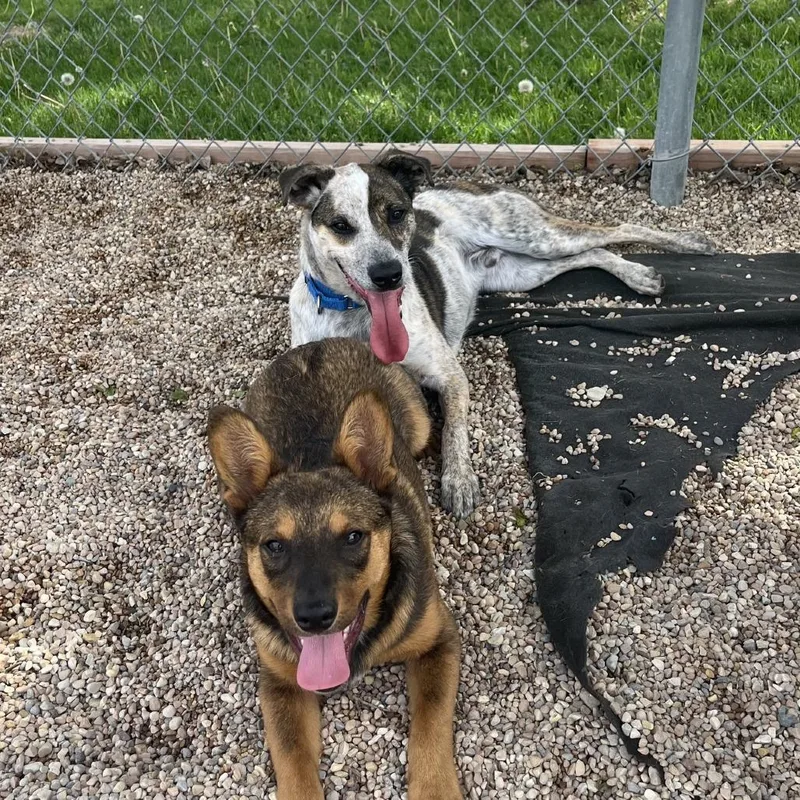 A young medium-sized male Yellow / Tan / Blond / Fawn Shepherd dog named Sully for adoption in South Elgin, IL