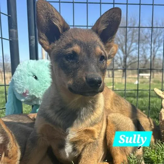 Sully thumbnail 2