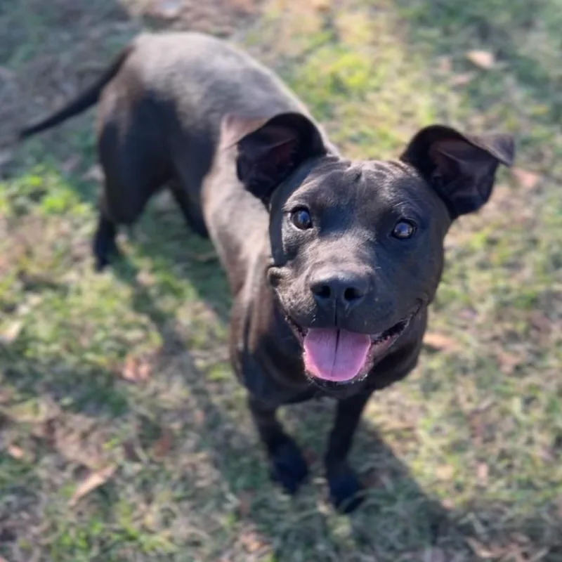 An adult medium-sized female Black Pit Bull Terrier dog named Delilah for adoption in Wiggins, MS