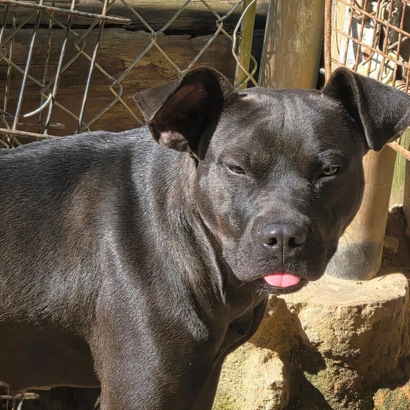 Delilah thumbnail 3