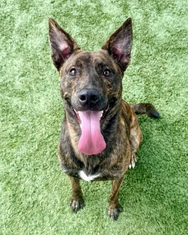 A young medium-sized male Pit Bull Terrier dog named Tugboat for adoption in Canton, GA