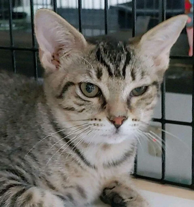 A young medium-sized female Domestic Short Hair cat named Precious for adoption in Pompano Beach, FL
