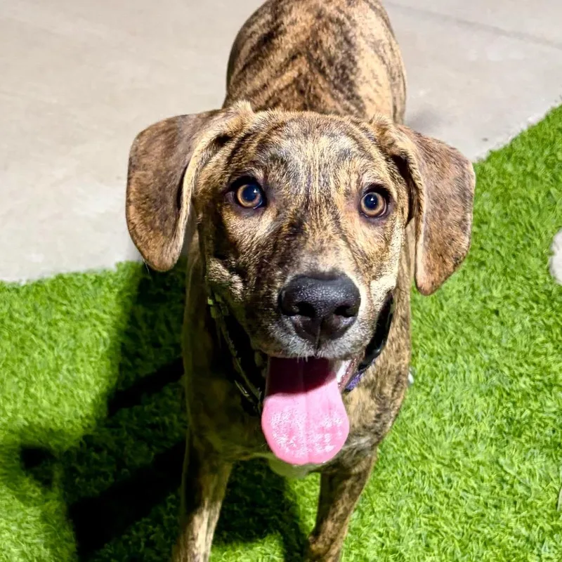 A young medium-sized female Brindle Plott Hound dog named Elsa for adoption in Chandler, AZ