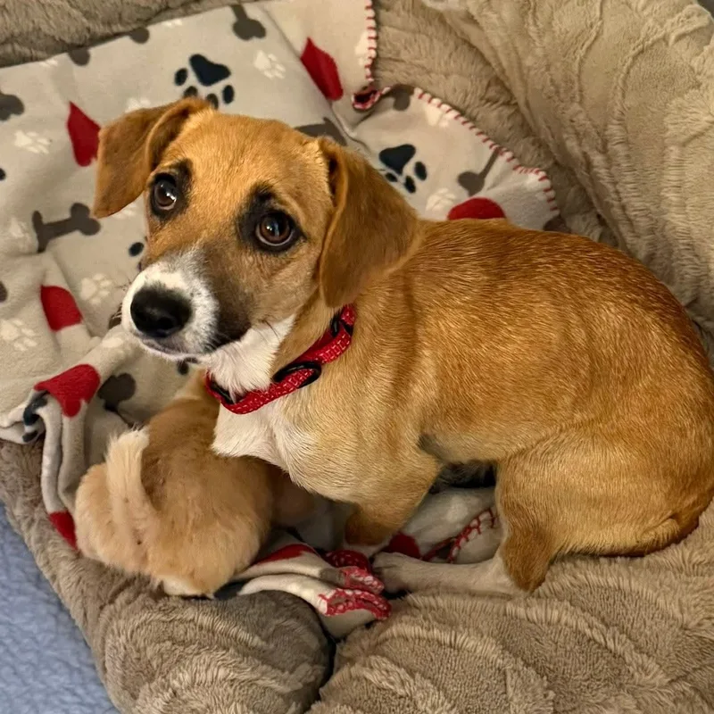 A baby small-sized female Chiweenie dog named Lacy Ellie for adoption in Lexington, KY