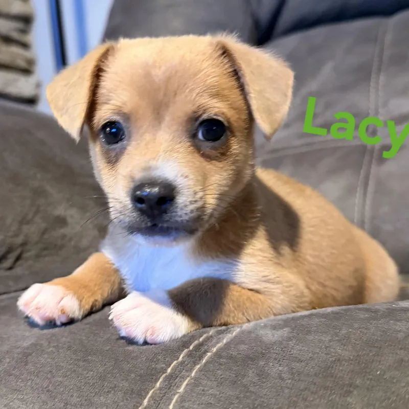 Lacy  Ellie  thumbnail 4