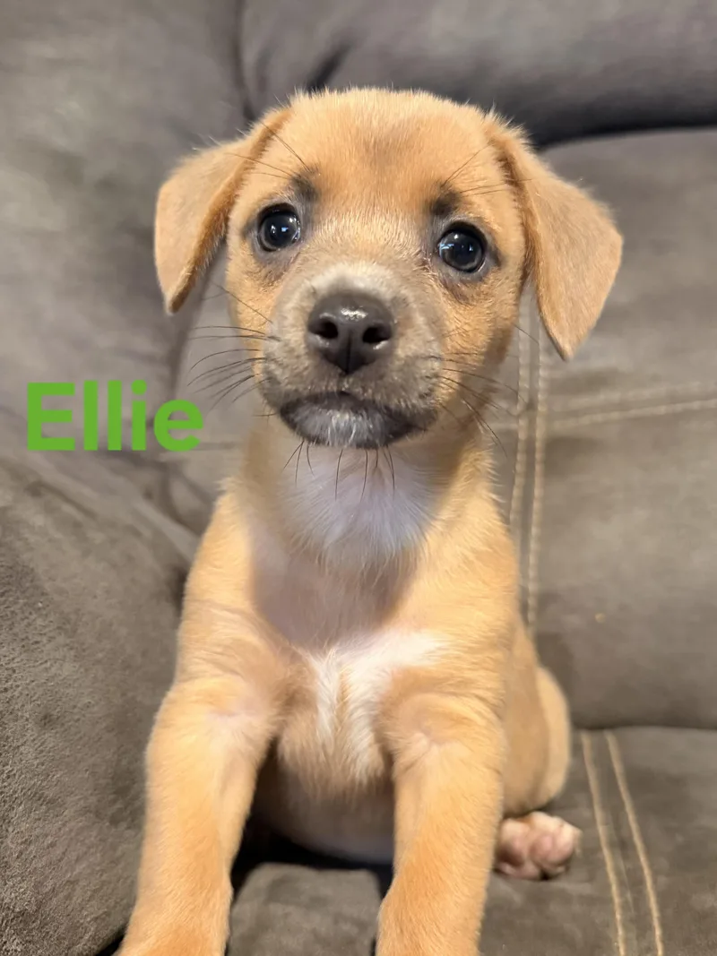 Lacy  Ellie  thumbnail 5