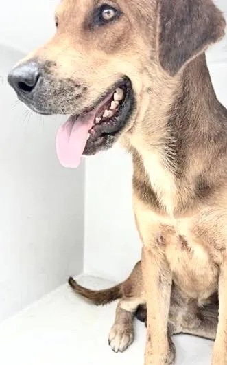 An adult large-sized male Labrador Retriever dog named A for adoption in Houston, TX