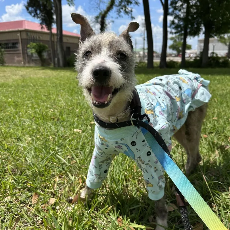 A young medium-sized female Black Schnauzer dog named Glenda for adoption in Houston, TX