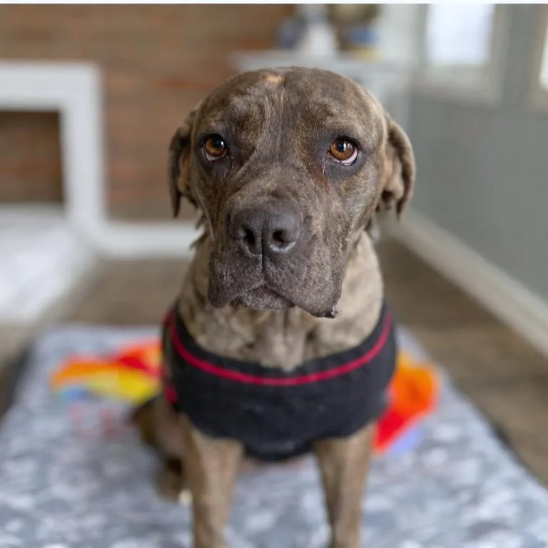 Ruby Aka "chili" thumbnail 2