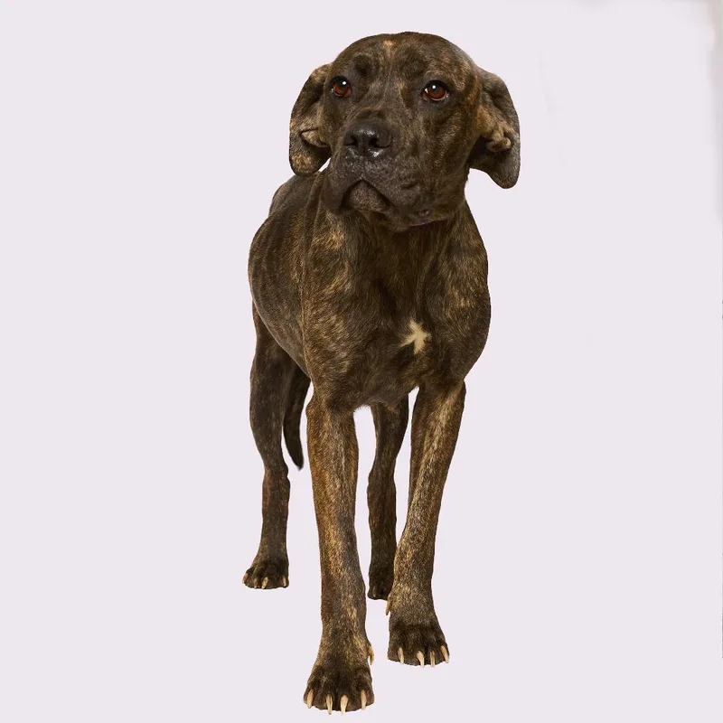 Ruby Aka "chili" thumbnail 3