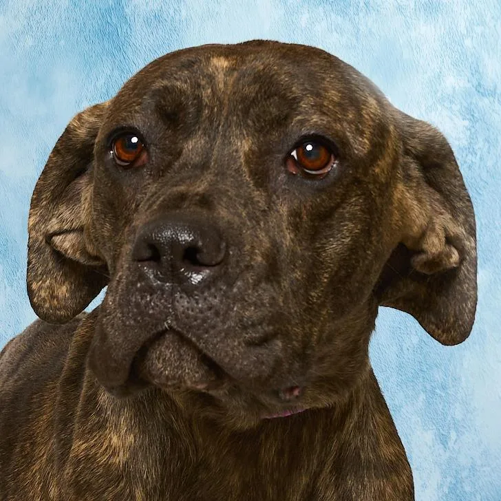 Ruby Aka "chili" thumbnail 4