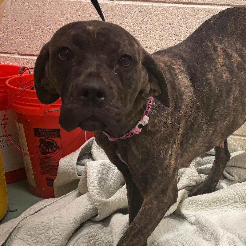 Ruby Aka "chili" thumbnail 5