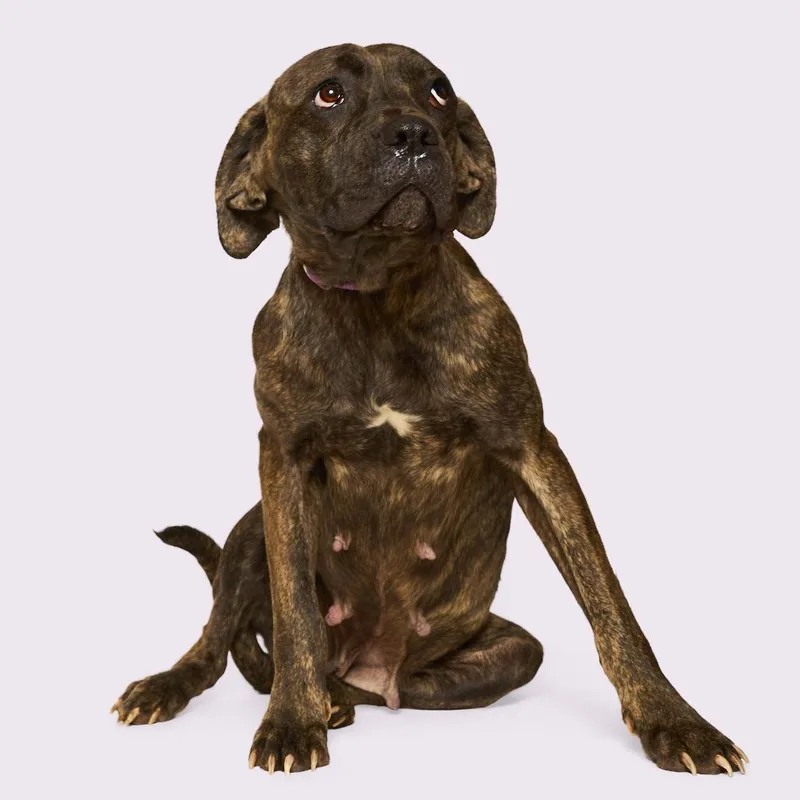 Ruby Aka "chili" thumbnail 6