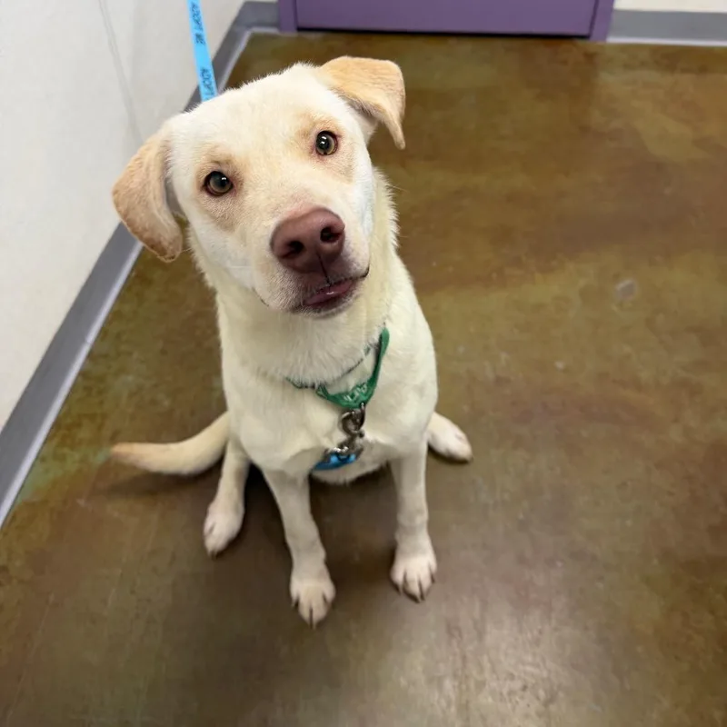A young medium-sized male White / Cream Labrador Retriever dog named Teddy for adoption in Albuquerque, NM