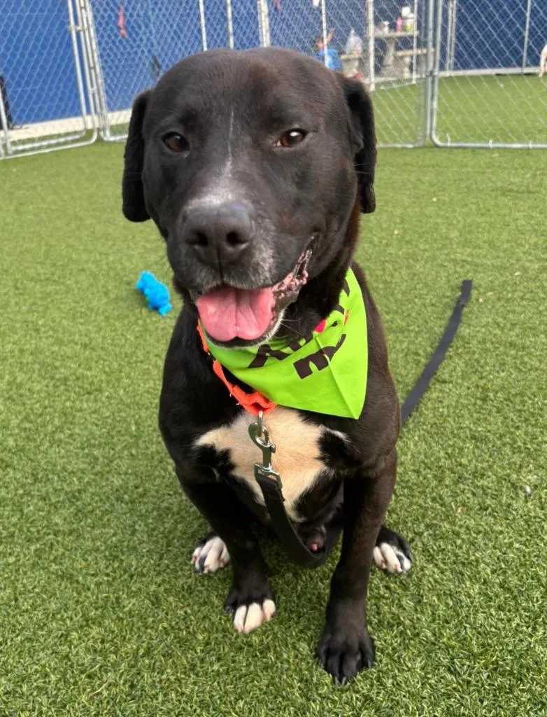 Bilbo Wagz thumbnail 2