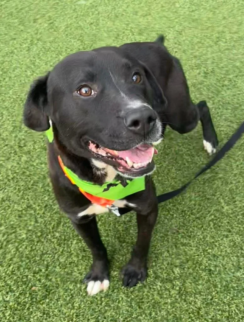 Bilbo Wagz thumbnail 3