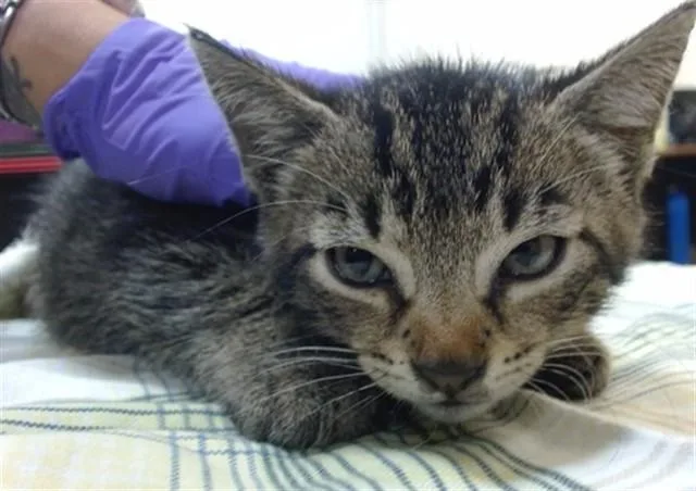 A baby small-sized male Domestic Short Hair cat named Greasy Jones for adoption in Miami, FL