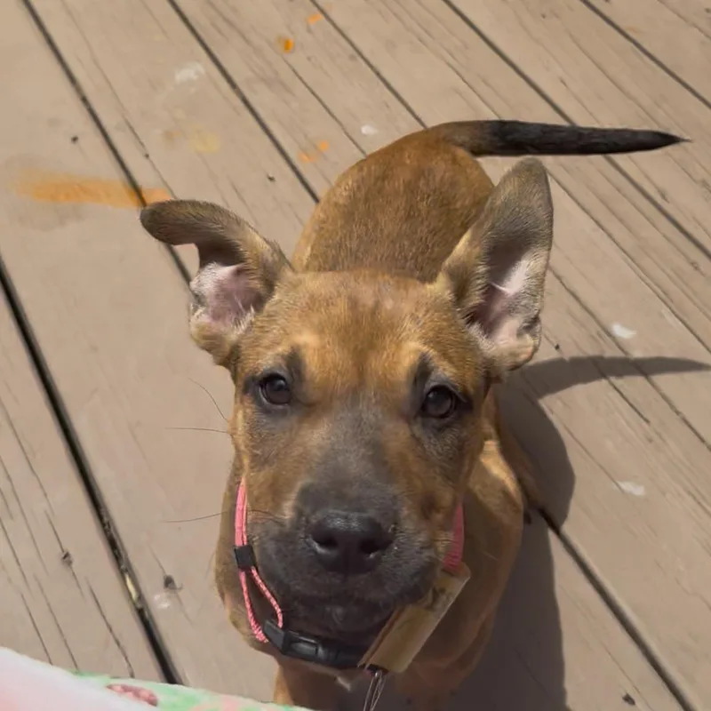 A baby medium-sized female Mixed Breed dog named Pookie for adoption in Columbia, MD
