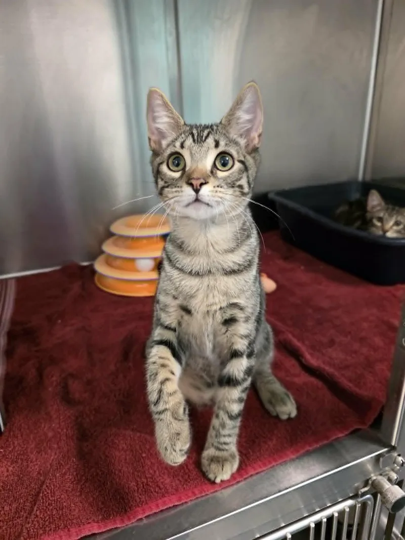 A baby medium-sized male Tabby (Buff / Tan / Fawn) Domestic Short Hair cat named Bells for adoption in Umatilla, FL
