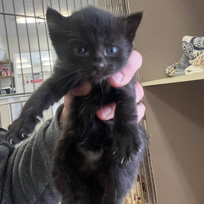 A baby small-sized female Black Domestic Short Hair cat named Edwina for adoption in Winchester, VA