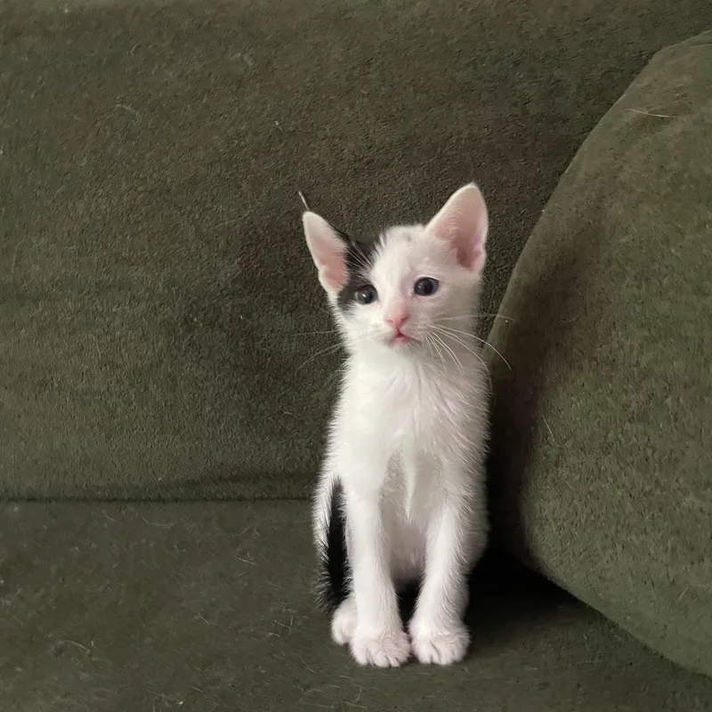 A baby medium-sized male White Domestic Short Hair cat named Marlow for adoption in Buford, GA