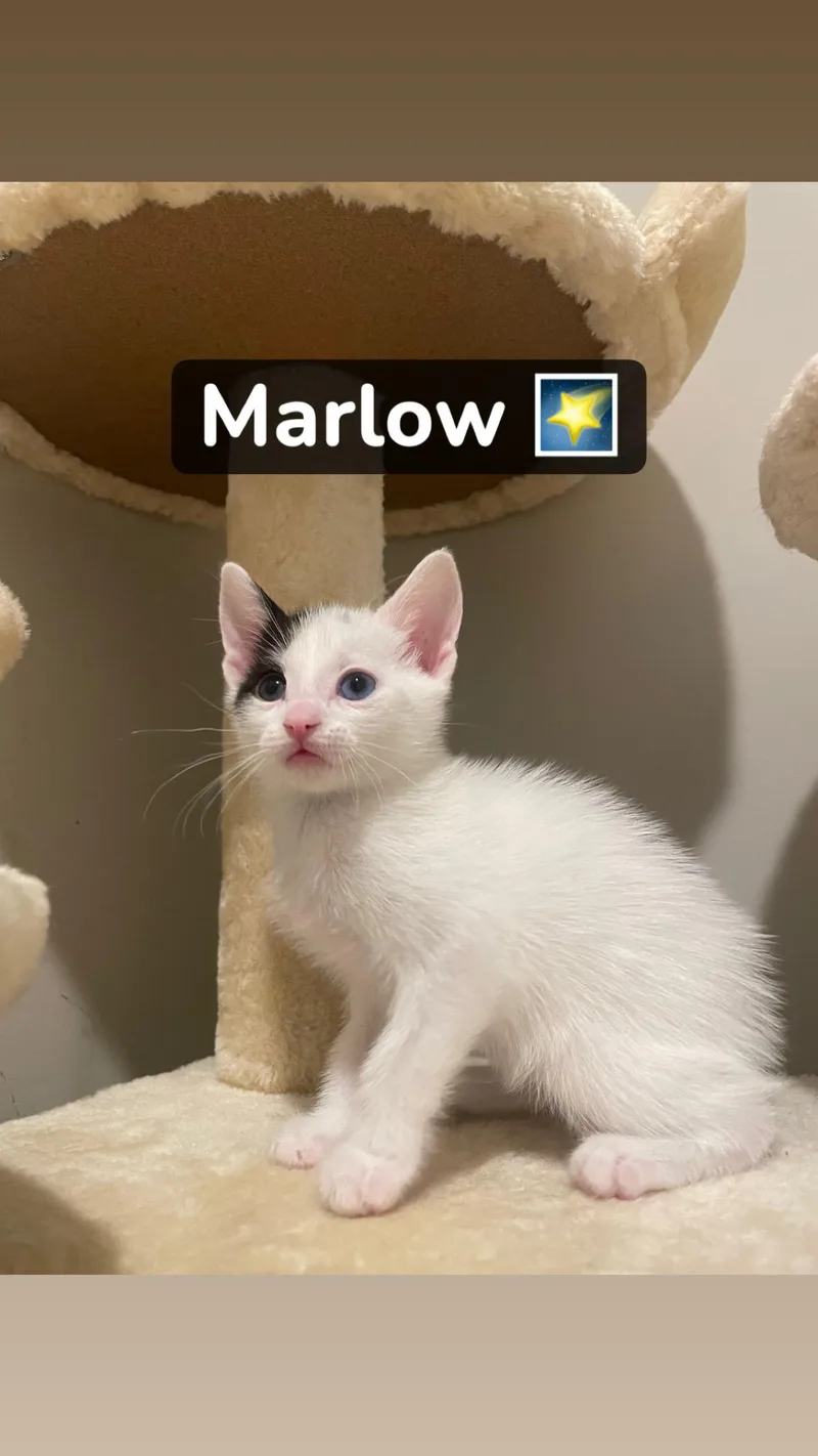 Marlow thumbnail 4