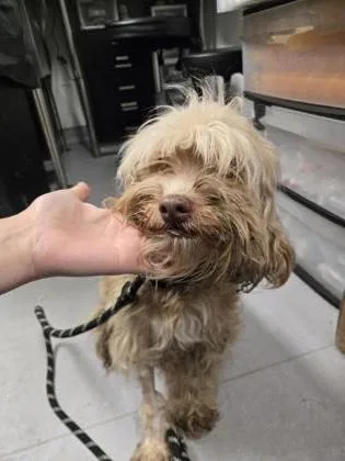 An adult small-sized female Mixed Breed dog named Sharon for adoption in West Chester, PA