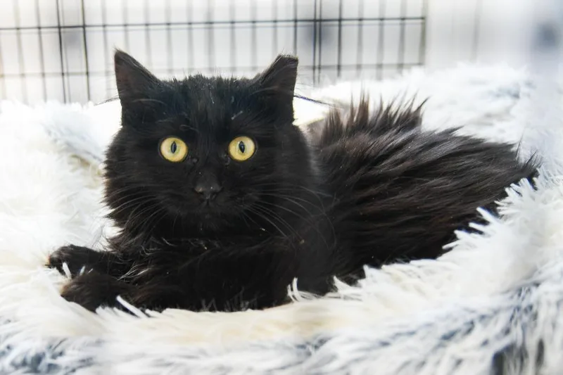 A baby medium-sized female Domestic Medium Hair cat named Beatrix for adoption in Ewing, NJ