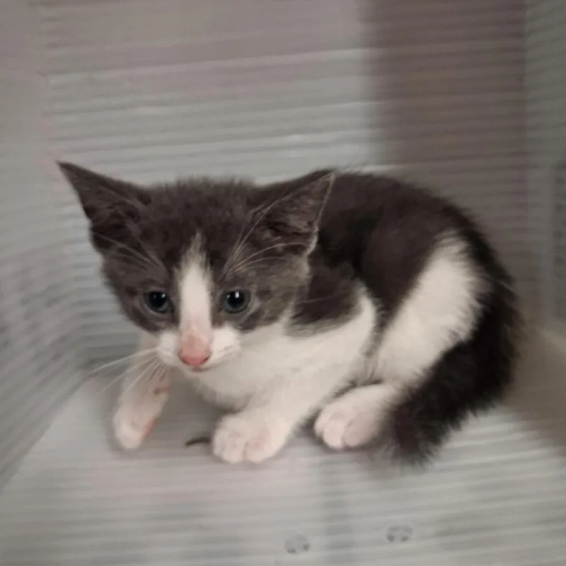 A baby small-sized male Gray / Blue / Silver Domestic Short Hair cat named Jackon for adoption in Pauls Valley, OK
