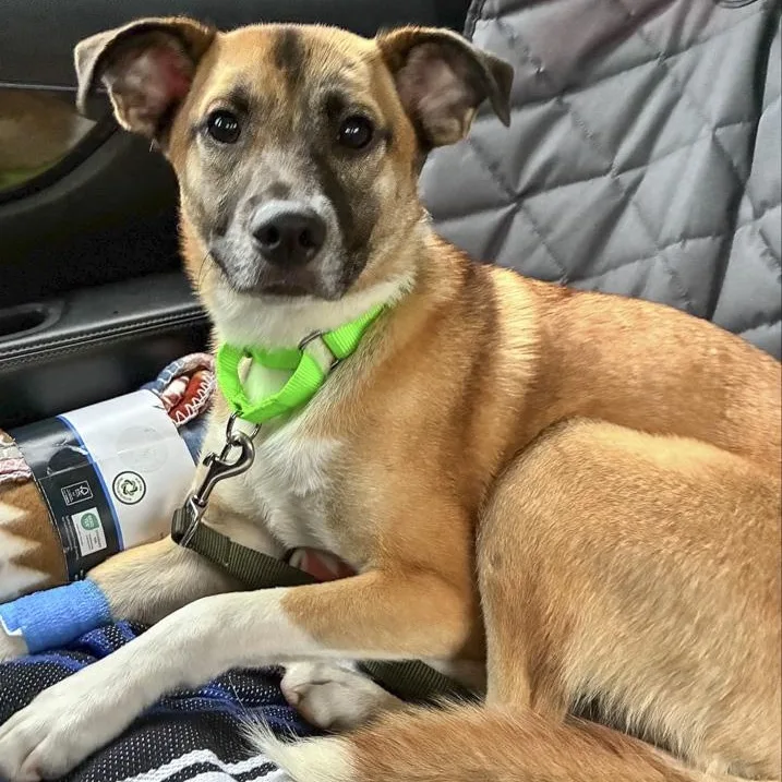 A young medium-sized male Shepherd dog named Havoc for adoption in Toledo, OH
