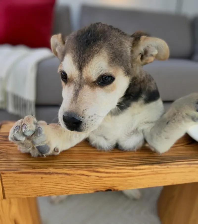 Lucy thumbnail 3